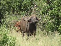 Tarangire Nationalpark - Büffel