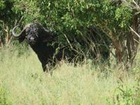 Tarangire Nationalpark - Büffel