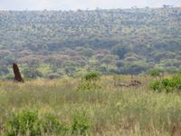 Tarangire Nationalpark - Strauße