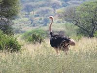 Tarangire Nationalpark - Strauß