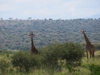 Tarangire Nationalpark - Giraffen