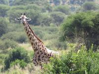 Tarangire Nationalpark - Giraffe