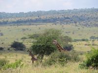 Tarangire Nationalpark - Giraffen