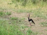 Tarangire Nationalpark - Sporengans