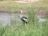Tarangire Nationalpark - Kronenkranich