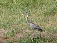 Tarangire Nationalpark - Schlangenhalsvogel