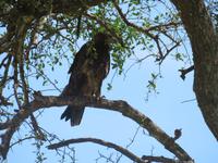 Tarangire Nationalpark - Raubadler