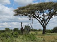Tarangire Nationalpark - Giraffe