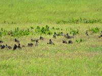 Tarangire Nationalpark - Klaffschnabelstorch