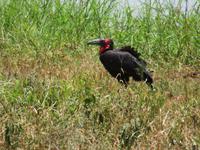 Tarangire Nationalpark - Hornrabe