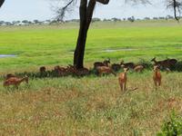 Tarangire Nationalpark - Impalas