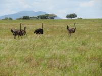 Tarangire Nationalpark - Stauße