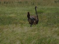 Tarangire Nationalpark - Strauß