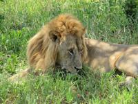 Tarangire Nationalpark - Löwe