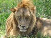 Tarangire Nationalpark - Löwe