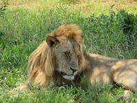 Tarangire Nationalpark - Löwe