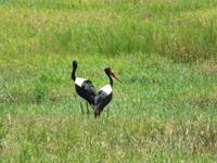 Tarangire Nationalpark - Sattelstorch