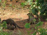 Tarangire Nationalpark - Zebramangusten