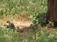 Tarangire Nationalpark - Zebramangusten