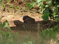 Tarangire Nationalpark - Zebramangusten