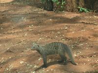 Tarangire Nationalpark - Zebramangusten