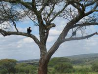 Tarangire Nationalpark - Hornrabe