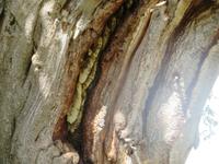 Tarangire Nationalpark - Bienenest