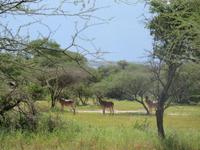 Tarangire Nationalpark - Kuhantilopen