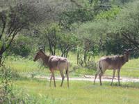 Tarangire Nationalpark - Kuhantilopen
