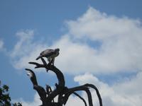 Tarangire Nationalpark - Kampfadler