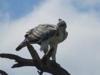 Tarangire Nationalpark - Kampfadler