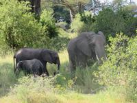 Tarangire Nationalpark - Elefanten