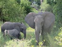 Tarangire Nationalpark - Elefanten