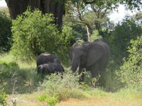 Tarangire Nationalpark - Elefanten