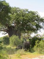 Tarangire Nationalpark - Elefanten