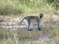 Tarangire Nationalpark - Grüne Meerkatze