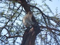 Tarangire Nationalpark - Grüne Meerkatze