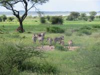 Tarangire Nationalpark - Zebras