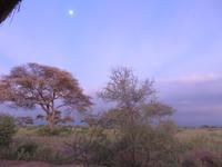 Tarangire Simba Lodge - Morgenstimmung