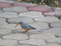 Tarangire Simba Lodge -