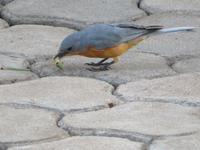 Tarangire Simba Lodge -