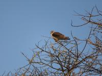 Tarangire Simba Lodge - Schreiseeadler