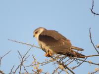 Tarangire Simba Lodge - Schreiseeadler