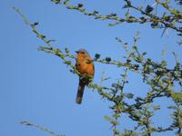 Tarangire Simba Lodge
