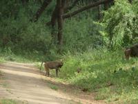 Manyara-Nationalpark - Paviane