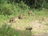 Manyara-Nationalpark - Paviane