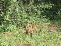 Manyara-Nationalpark - Paviane