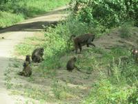 Manyara-Nationalpark - Paviane