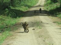 Manyara-Nationalpark - Paviane