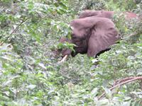 Manyara-Nationalpark - Elefant
